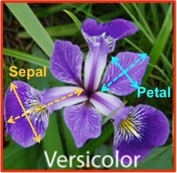 _images/versicolor-petal-sepal.jpg